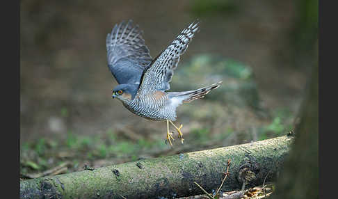 Sperber (Accipiter nisus)