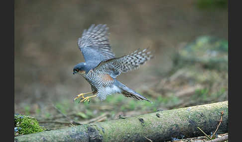 Sperber (Accipiter nisus)