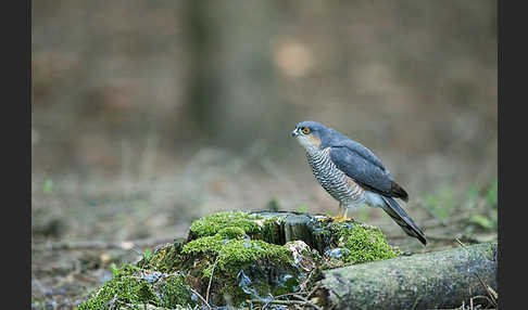 Sperber (Accipiter nisus)