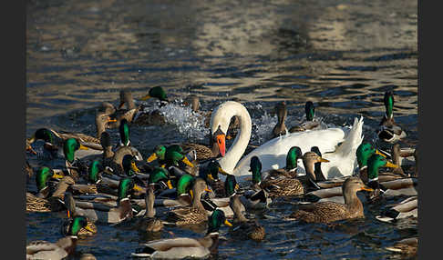 Stockente (Anas platyrhynchos)