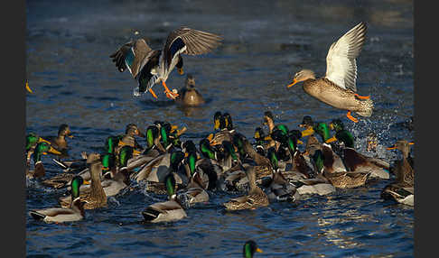 Stockente (Anas platyrhynchos)