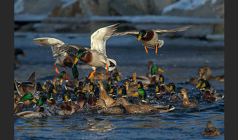 Stockente (Anas platyrhynchos)