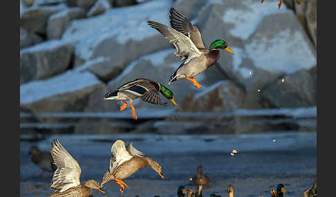 Stockente (Anas platyrhynchos)