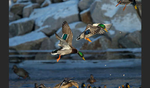 Stockente (Anas platyrhynchos)