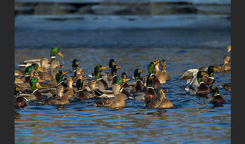 Stockente (Anas platyrhynchos)