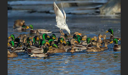 Stockente (Anas platyrhynchos)