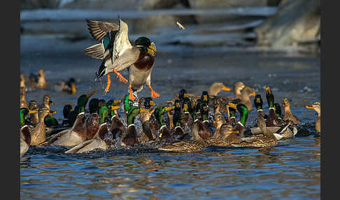 Stockente (Anas platyrhynchos)