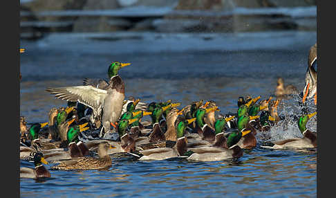 Stockente (Anas platyrhynchos)