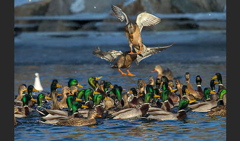 Stockente (Anas platyrhynchos)