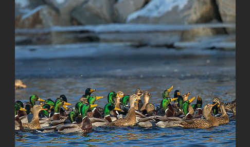 Stockente (Anas platyrhynchos)