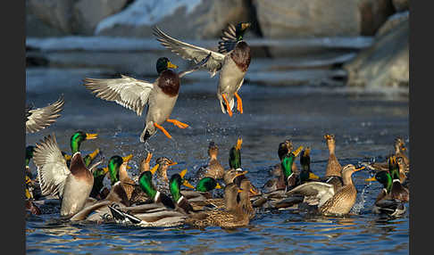 Stockente (Anas platyrhynchos)