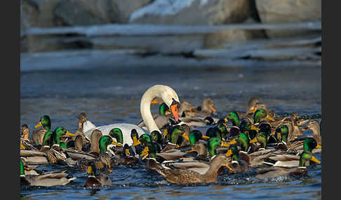 Stockente (Anas platyrhynchos)