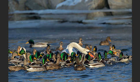 Stockente (Anas platyrhynchos)