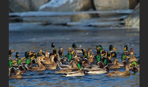 Stockente (Anas platyrhynchos)