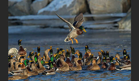 Stockente (Anas platyrhynchos)