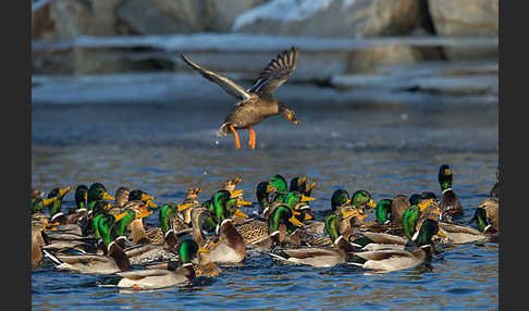 Stockente (Anas platyrhynchos)