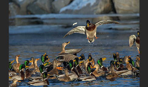 Stockente (Anas platyrhynchos)