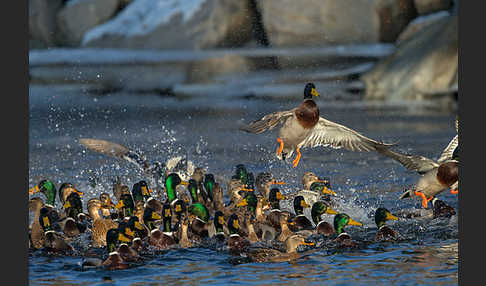 Stockente (Anas platyrhynchos)