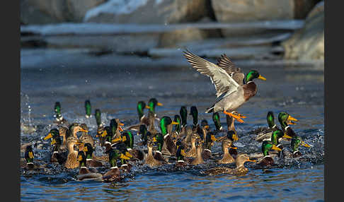 Stockente (Anas platyrhynchos)