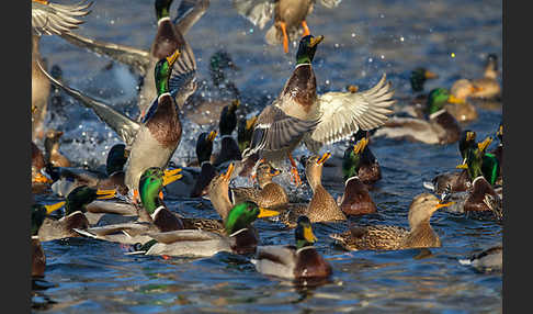 Stockente (Anas platyrhynchos)