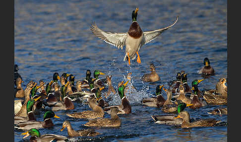 Stockente (Anas platyrhynchos)