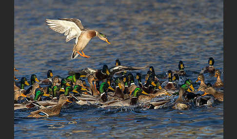 Stockente (Anas platyrhynchos)