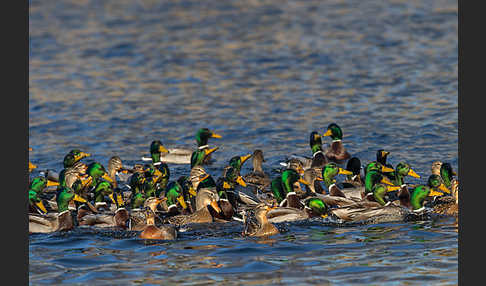 Stockente (Anas platyrhynchos)