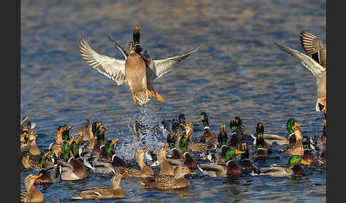 Stockente (Anas platyrhynchos)