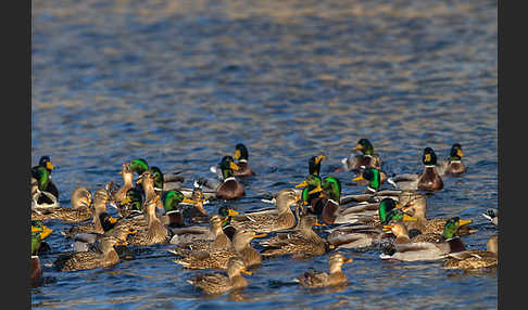 Stockente (Anas platyrhynchos)