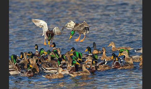 Stockente (Anas platyrhynchos)