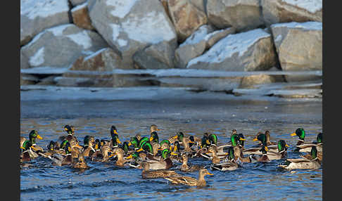 Stockente (Anas platyrhynchos)