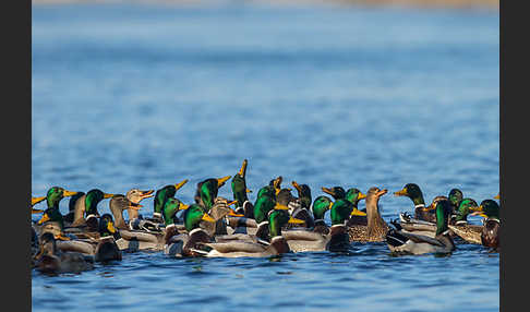 Stockente (Anas platyrhynchos)