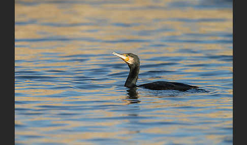 Kormoran (Phalacrocorax carbo)