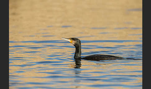 Kormoran (Phalacrocorax carbo)