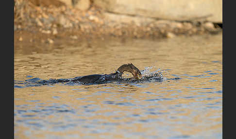 Kormoran (Phalacrocorax carbo)