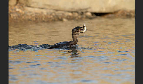 Kormoran (Phalacrocorax carbo)