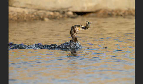 Kormoran (Phalacrocorax carbo)