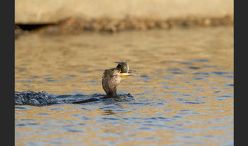 Kormoran (Phalacrocorax carbo)