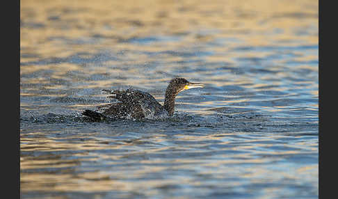 Kormoran (Phalacrocorax carbo)