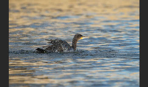 Kormoran (Phalacrocorax carbo)