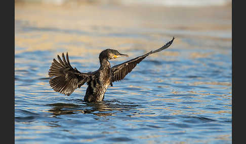 Kormoran (Phalacrocorax carbo)