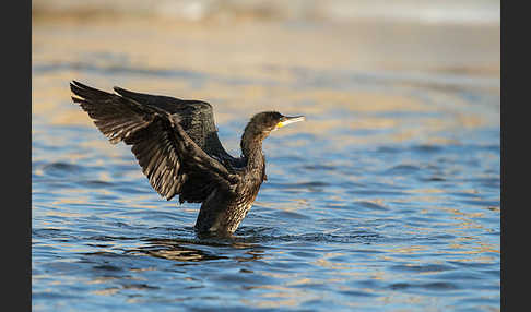 Kormoran (Phalacrocorax carbo)