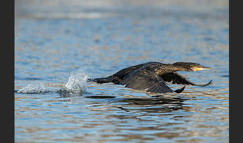 Kormoran (Phalacrocorax carbo)