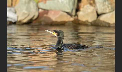 Kormoran (Phalacrocorax carbo)