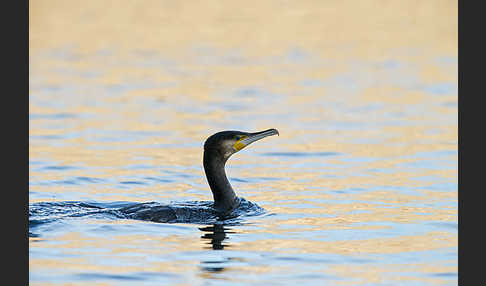 Kormoran (Phalacrocorax carbo)