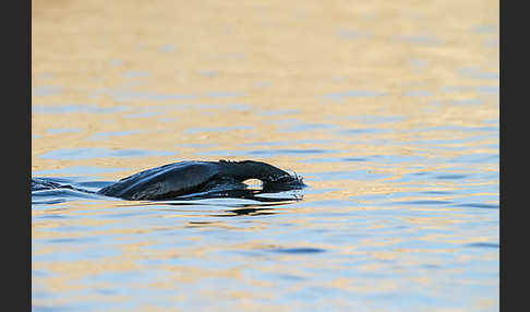 Kormoran (Phalacrocorax carbo)