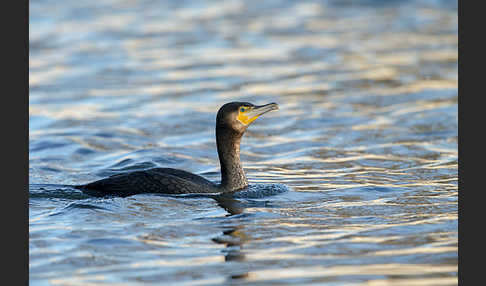 Kormoran (Phalacrocorax carbo)