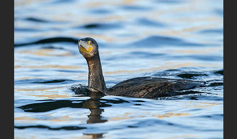 Kormoran (Phalacrocorax carbo)