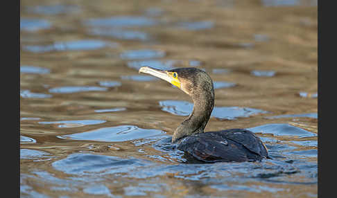 Kormoran (Phalacrocorax carbo)