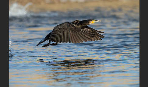 Kormoran (Phalacrocorax carbo)